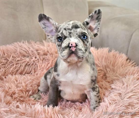 chiot bouledogue français à donner 