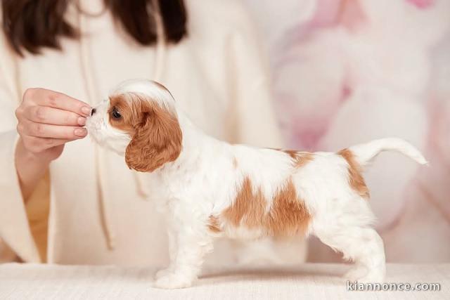 chiot cavalier king charle mâle disponible 