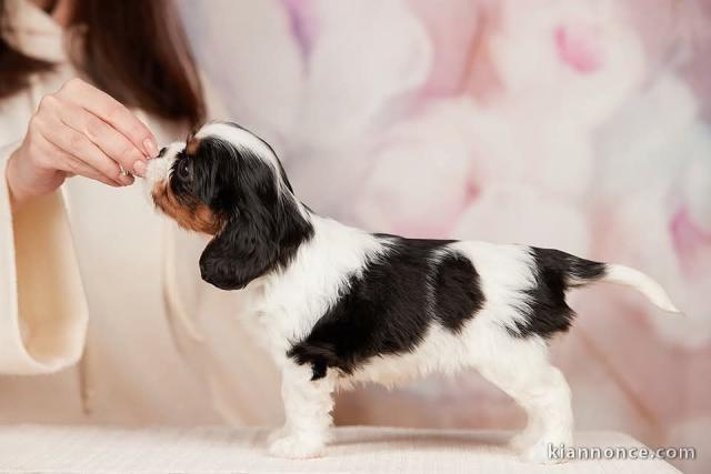 Adorable chiot cavalier king charle 