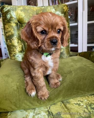 chiot cavalier king charle à adopter 