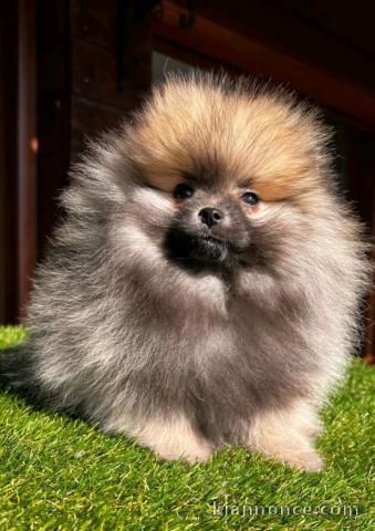 chiot spitz allemand race pure disponible 