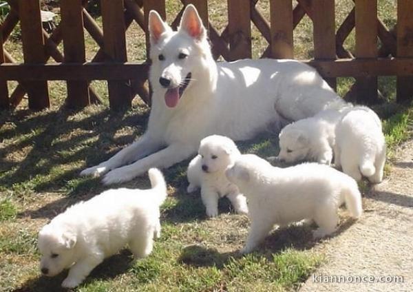 chiot berger blanc suisse lof disponible 