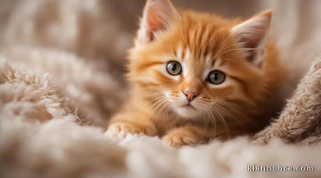 chatons roux maine coon à donner 