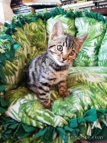 chatons Bengal à donner 
