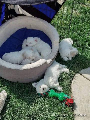 bichon maltais à donner disponible 