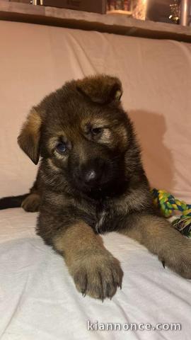 chiot berger allemand mâle disponible 