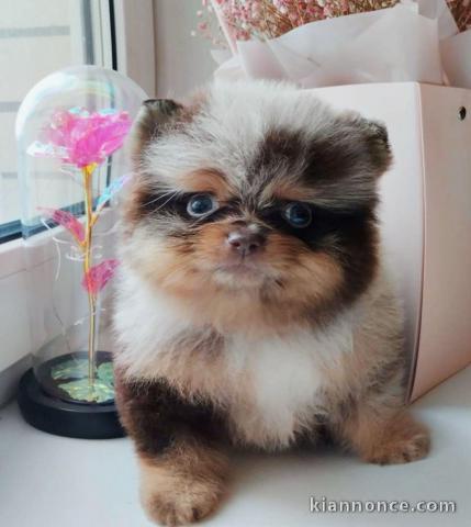 Je donne chiot spitz nain Poméranie 