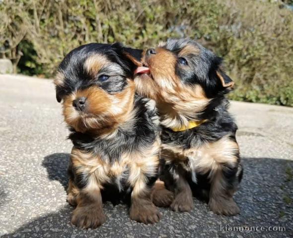 adorable chiot Yorkshire disponible 