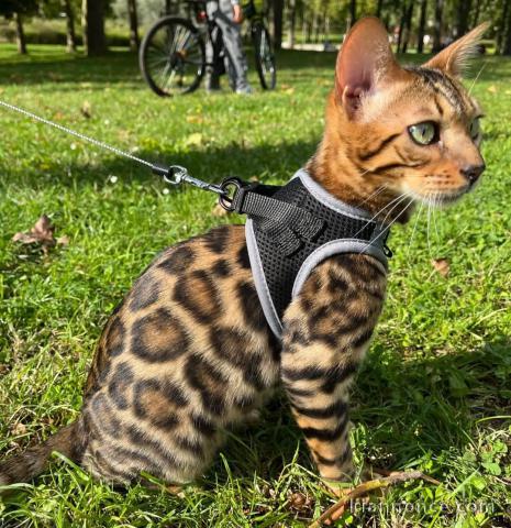 Adoption chatons Bengal disponible 
