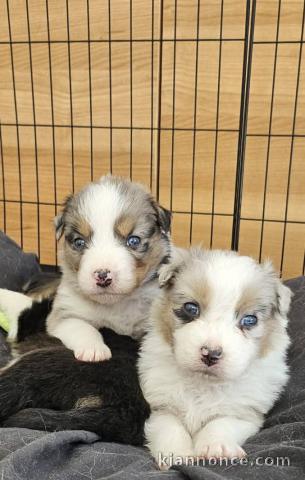 Chiot berger australien disponible à adopter 