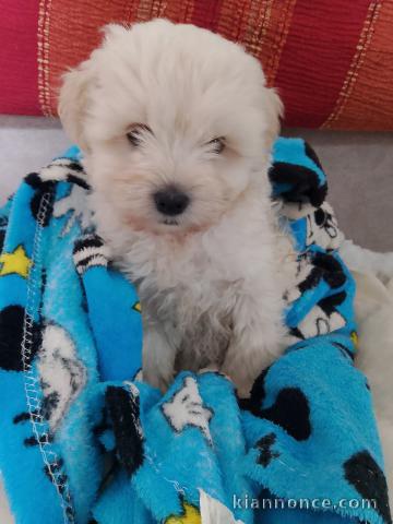 chiot bichon maltais à donner 