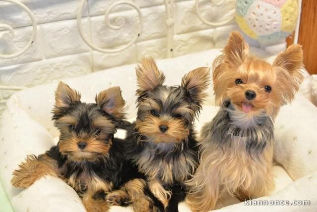 Dons chiot Yorkshire 