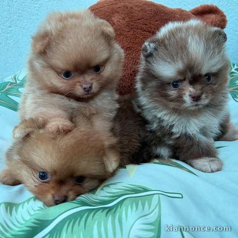 Adorable chiot spitz allemand race pure 