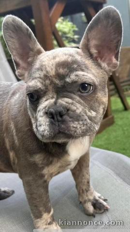 chiot bouledogue français à donner 