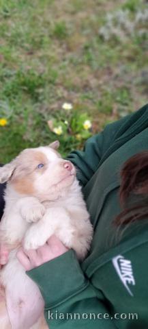 Chiot berger australien lof 