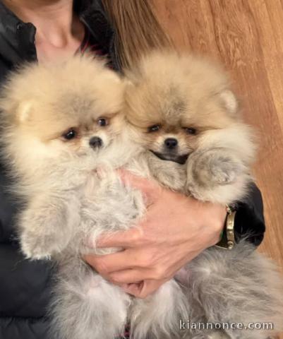 chiot spitz allemand race pure 