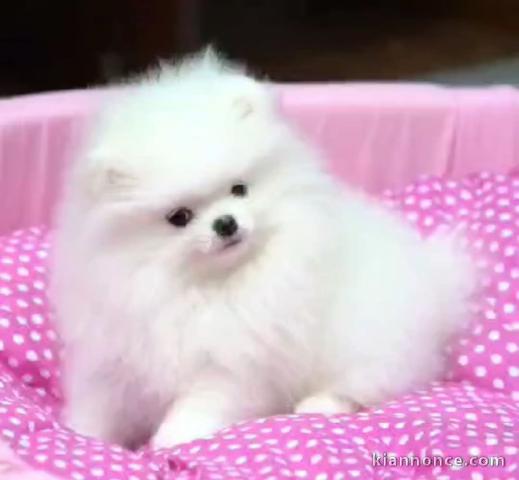 adorable chiot spitz allemand à donner 