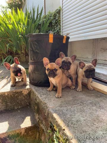 Don chiot bouledogue français 