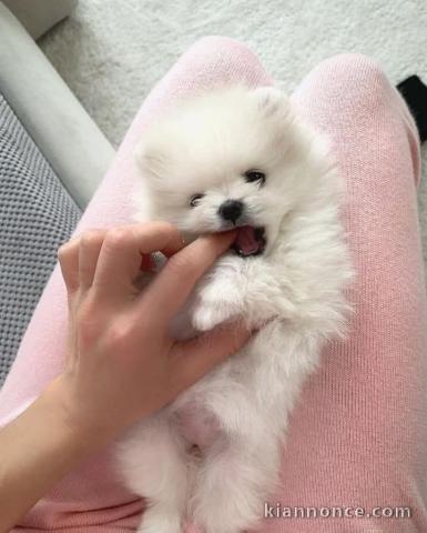 chiot spitz allemand race pure 
