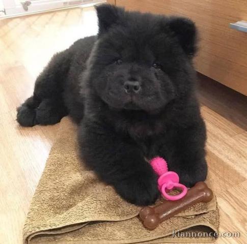 Magnifique chiot chow-chow pour adoption 