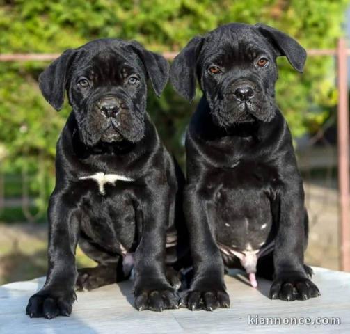 Adoption chiot Cane Corso 