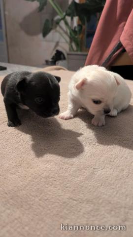 je donne chiot chihuahua disponible 
