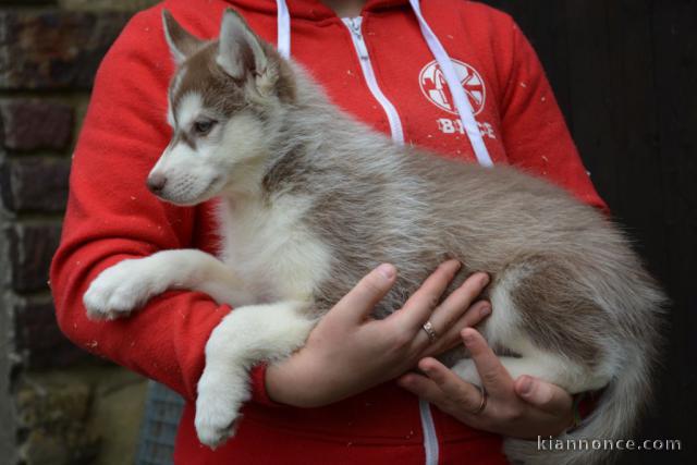 chiot husky sibérien à donner 