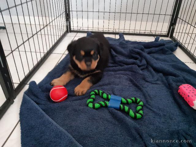 chiot rottweiler à donner 