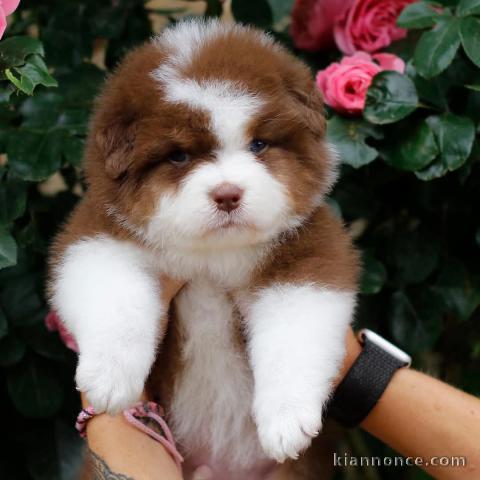 chiot berger australien disponible 