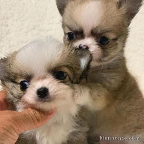 Chiot chihuahua femelle et mâle 