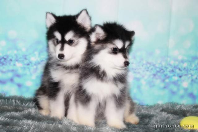 adorable chiot pomsky à adopter 