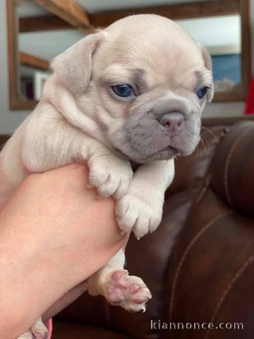 chiot bouledogue français disponible 