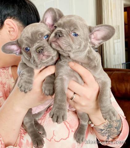 Adopter ensemble chiot bulldog francais 