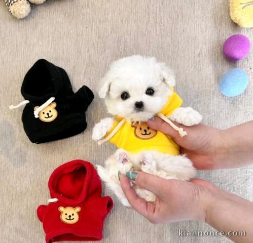 chiot bichon a donner 