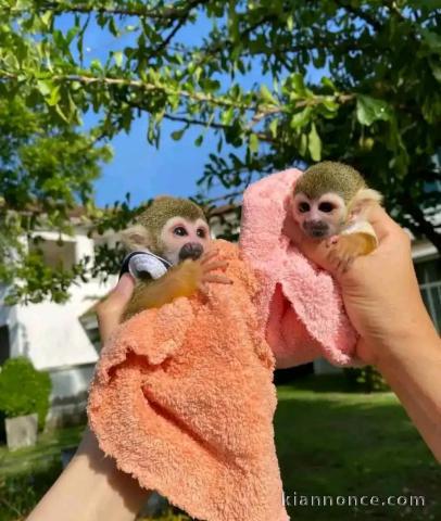 Singe disponible pour adoption 