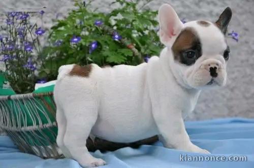 chiot bouledogue français a donner 