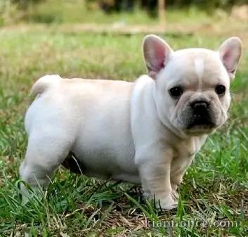 Chiot bouledogue français a donner 