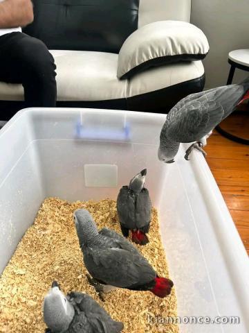Perroquet gris Gabon adopter 