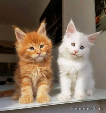 À adopter chaton Maine coon 