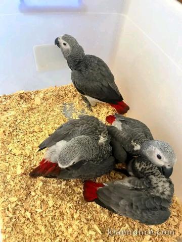 Adorable perroquet gris Gabon adopter 