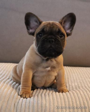chiot bouledogue français a donner 