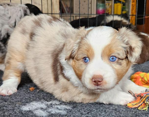 chiot berger australien lof a donner 
