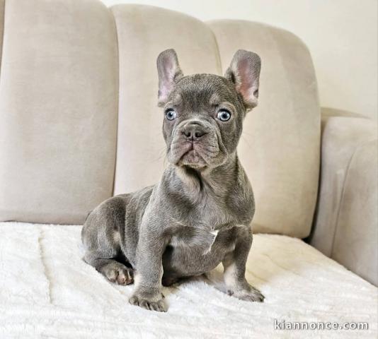chiot bouledogue français pour famille d\
