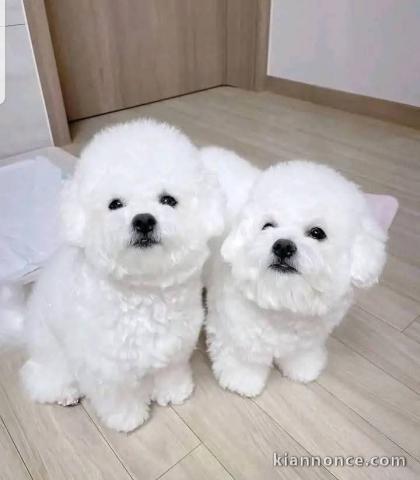 À adopter chiot bichon maltais 