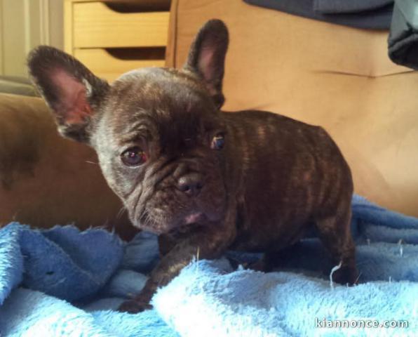chiot bouledogue français a donner 