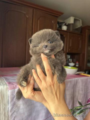 Adoption chiot spitz allemand 