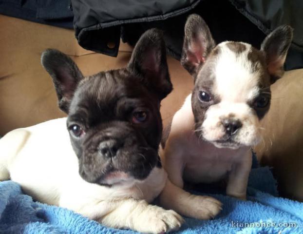 Adoption chiot bouledogue français 