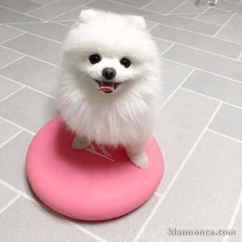 Chiot spitz nain disponible à donner 
