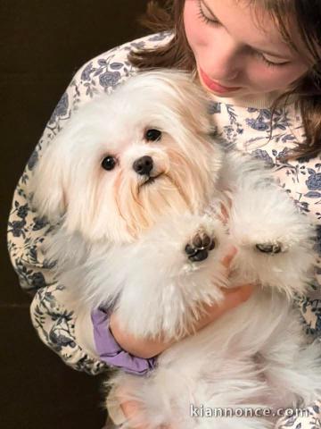 Bichon maltais mâle a donner 