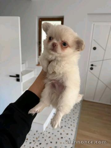 chiot chihuahua disponible pour adoption 